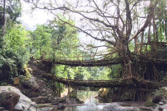 Double Decker Living Root Bridge, Cherrapunji Waterfalls Tourism, Meghalaya Tourism